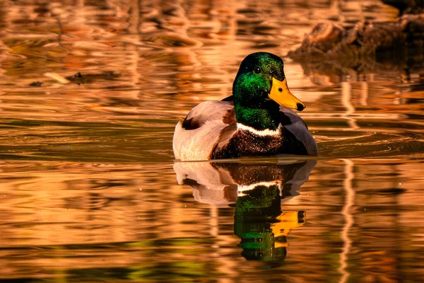 Sudaki bir ördeğin yakın çekimi.