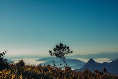 Yalnız ağaç üstünde belgili tanımlık tepe