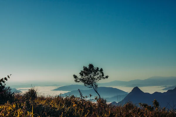 Yalnız ağaç üstünde belgili tanımlık tepe