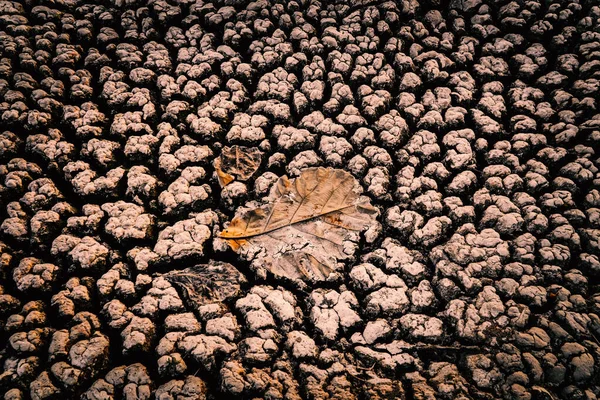 Trockenes Land Und Trockenes Laub Auf Rissboden See Wasserkrise Der — Stockfoto