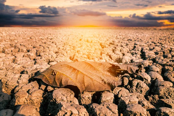Terra Siccità Foglia Secca Sul Terreno Crepa Nel Lago Crisi — Foto Stock