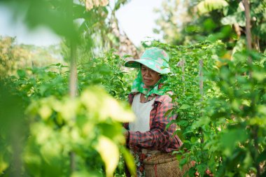 Yeşillik yeşil bir sebze bahçesinde duran yaşlı bir kadın çiftçi. Etrafı güneş ışığı altında sağlıklı bitkilerle çevrili..