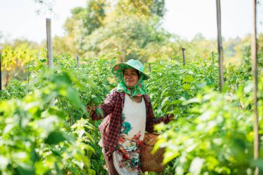 Yeşillik yeşil bir sebze bahçesinde duran yaşlı bir kadın çiftçi. Etrafı güneş ışığı altında sağlıklı bitkilerle çevrili..