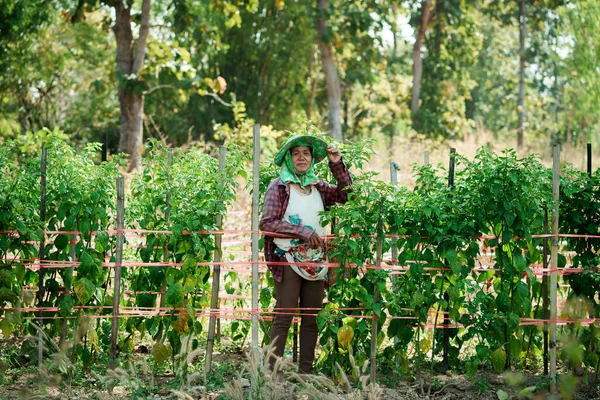 Yeşillik yeşil bir sebze bahçesinde duran yaşlı bir kadın çiftçi. Etrafı güneş ışığı altında sağlıklı bitkilerle çevrili..