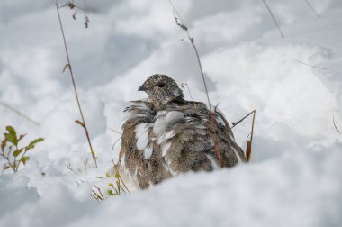 Dağdaki kar yığınında gri keklik kahverengi tüyü