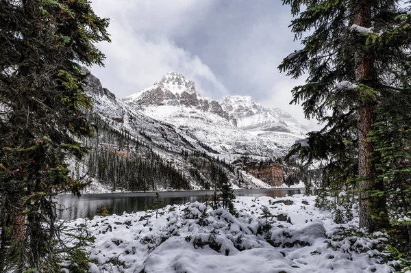 Verschneite Felsige Berge Mit Kiefern Lake Hara Winter Yoho Nationalpark — Stockfoto