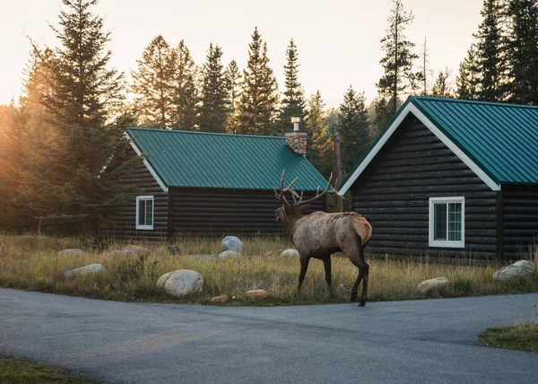 Μεγαλύτερο Elk Wapiti Κέρατο Περπάτημα Και Εξοχικό Σπίτι Στο Jasper — Φωτογραφία Αρχείου