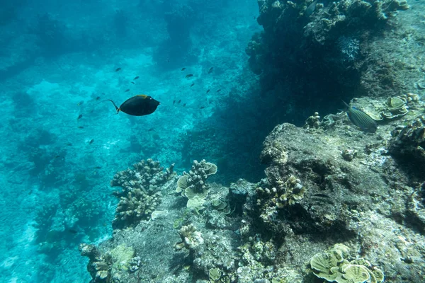 School Van Vissen Zwemmen Koraalrif Tropische Zee Bij Andaman — Stockfoto