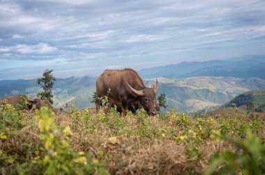 Kırsal kesimdeki çayırlarda bufalo otluyor. 