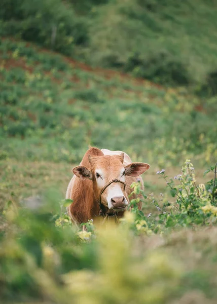 Braune Kuh Weidet Auf Landwirtschaftlichem Hügel Der Landschaft — Stockfoto