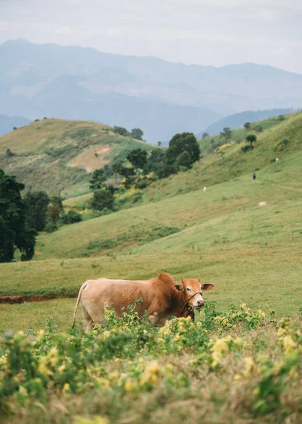 Braune Kuh Weidet Auf Landwirtschaftlichem Hügel Der Landschaft — Stockfoto