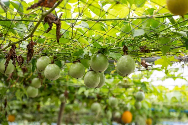 Organiczne Owoce Męczennicy Rosnące Suficie Siatki Plantacji — Zdjęcie stockowe