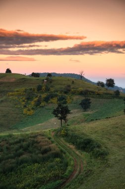 Yeşil tepedeki ağaç manzarası ve akşam vakti Milli Park 'ta renkli gökyüzü. 