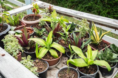 Bahçedeki ahşap sepetin üzerinde yeşil yapraklar yetişiyor.
