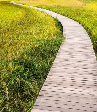 Kırsaldaki tarlada çeltik tarlasında ahşap patika.