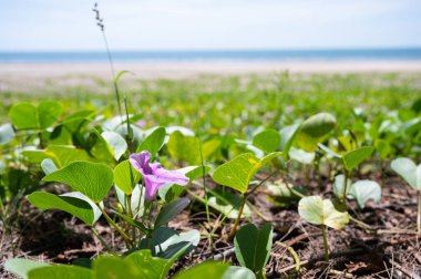 Plajda yetişen yeşil yapraklı mor yapraklı çiçek.