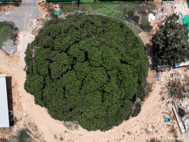 Kamu parkında büyüyen yeşil yapraklı büyük gölgeli ağaç manzarası