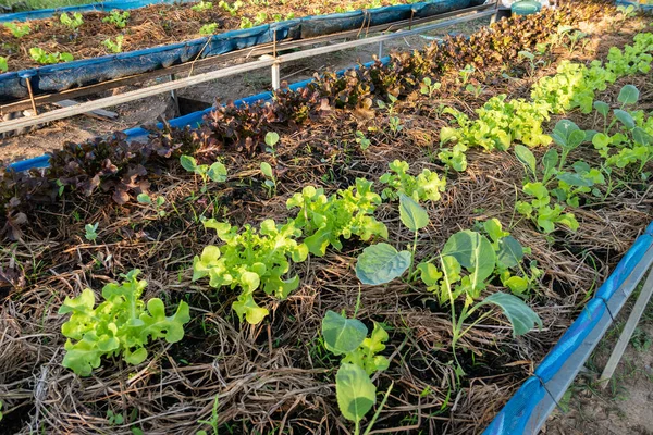 Cultivated organic chinese kale and lettuce growing in soil tray at plantation