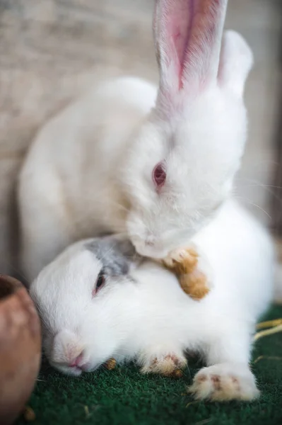 Deux Pelucheux Lapin Blanc Câlin Ludique Dans Stalle — Photo