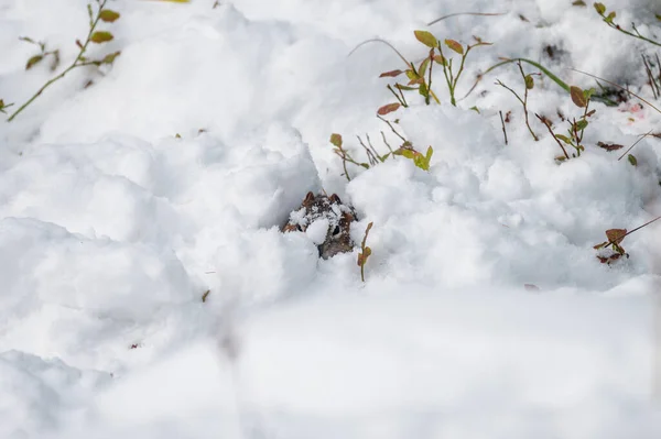 Scoiattolo Bruno Nascosto Nella Pila Neve Sulla Foresta — Foto Stock