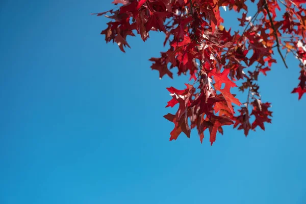 蓝天背景上的红叶枫树 — 图库照片