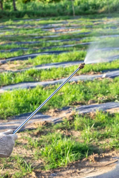 Hand Holding Spraying Insecticide Plantation Using Chemical Protection Garden Bacterial — Stock Photo, Image