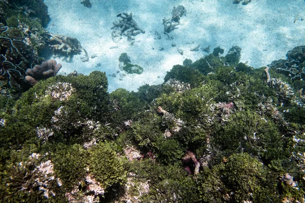 Snorkeling Menonton Tanaman Daun Hijau Dan Karang Laut Tropis — Stok Foto