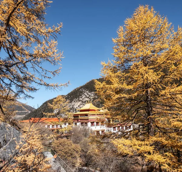 中国のDaocheng 自然保護区Yadingで秋の松林青瓦台区修道院寺院 — ストック写真