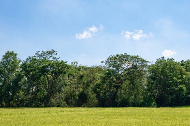 Güneşli bir günde kırsalda pirinç tarlası ve mavi gökyüzü olan ağaçlar.