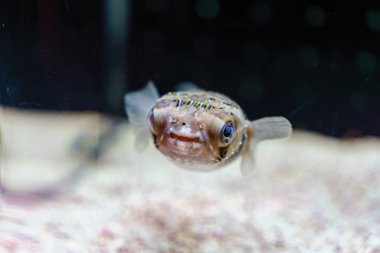 Mutlu şirin balon balığı, kirpi balığı ya da deniz akvaryumunda merakla yüzen kirpi balığı.