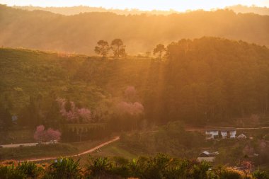 Loei, Ban Rong Kla 'da yerel bir köyde filizlenen vahşi Himalaya kiraz ağacı ile altın gün batımı