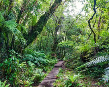 Yeni Zelanda Egmont Ulusal Parkı 'ndaki Mangorei pistine giden ahşap yürüyüş yolu ile gizemli yemyeşil tropikal yağmur ormanları