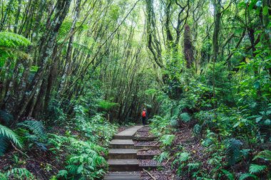 Mangorei 'de, Egmont Ulusal Parkı' nda, Yeni Zelanda 'da yürüyüş yapan yaşlı ve gür bir orman.