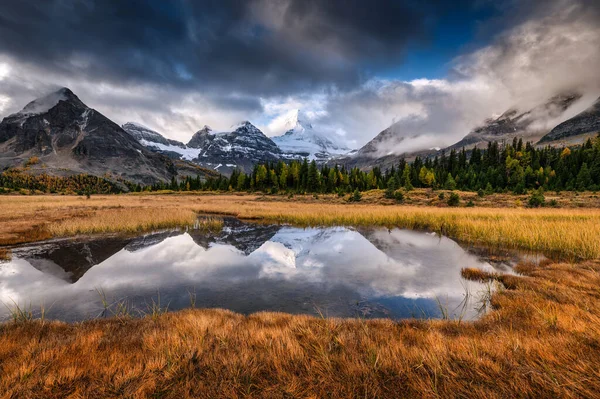 Assiniboine Dağı 'nın manzarası Kanada' nın British Columbia şehrinde sonbaharda altın çayır ile çevrili gölete yansıdı.