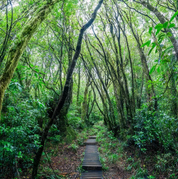 Mangorei Pisti, Egmont Ulusal Parkı, Yeni Zelanda 'da sık yemyeşil yağmur ormanları ve ahşap patikaların manzarası.