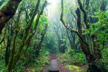 Mangorei Pisti, Egmont Ulusal Parkı, Yeni Zelanda 'da sık yemyeşil yağmur ormanları ve ahşap patikaların manzarası.