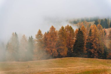 İtalya, Dolomitler 'de sabah erken saatlerde yumuşak sisli çimen tepesinde altın tarla ağaçlarıyla sonbahar manzarası
