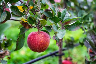 Yakın çekim olgunlaşmış kırmızı elma meyve bahçesindeki yeşil yapraklarla ağaç dalında asılı sabahleyin