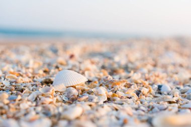 Doğal deniz kabuğu parçaları doku kaplaması