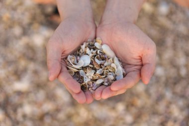 Kumsalda çeşitli deniz kabuğu parçalarıyla doldurulmuş kabuklu eller, doğayı, hafızayı ve deniz kenarındaki deneyimi simgeleyen basit deniz ayrıntıları.