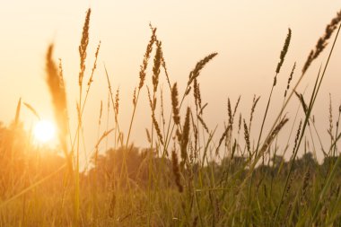 Sabah sabah float meadows yukarıda siste ile kırsal manzara.