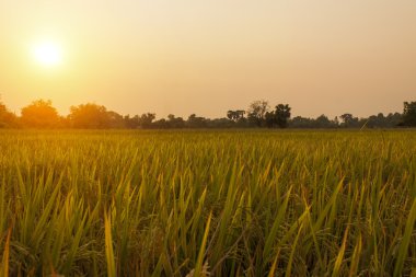 Sabah sabah float meadows yukarıda siste ile kırsal manzara.