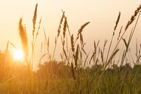 Sabah sabah float meadows yukarıda siste ile kırsal manzara.