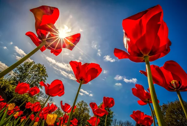 Tulipas vermelhas na primavera — Fotografia de Stock