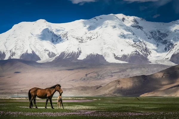 Mare e puledro su un prato — Foto Stock