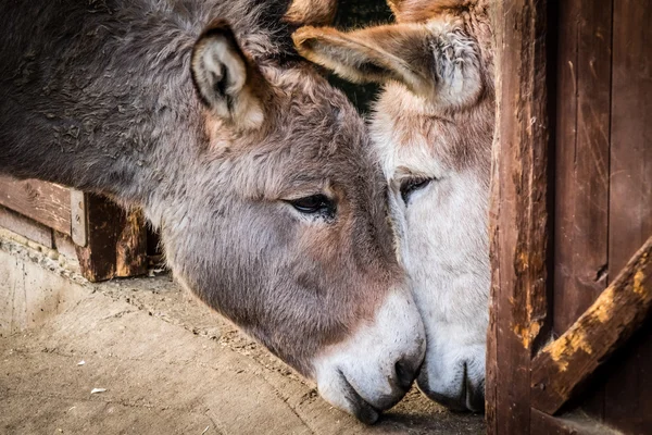 Eşek aşık — Stok fotoğraf