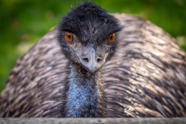 Emu close up clipart