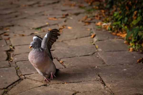 Pigeon about to fly — Stock Photo, Image