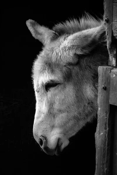 Burro en monocromo — Foto de Stock