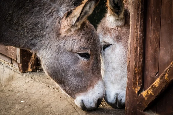 Burro no amor — Fotografia de Stock